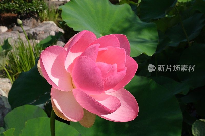 Nelumbo nucifera，又称印度莲、圣莲，或简称莲，是莲科现存的两种水生植物之一